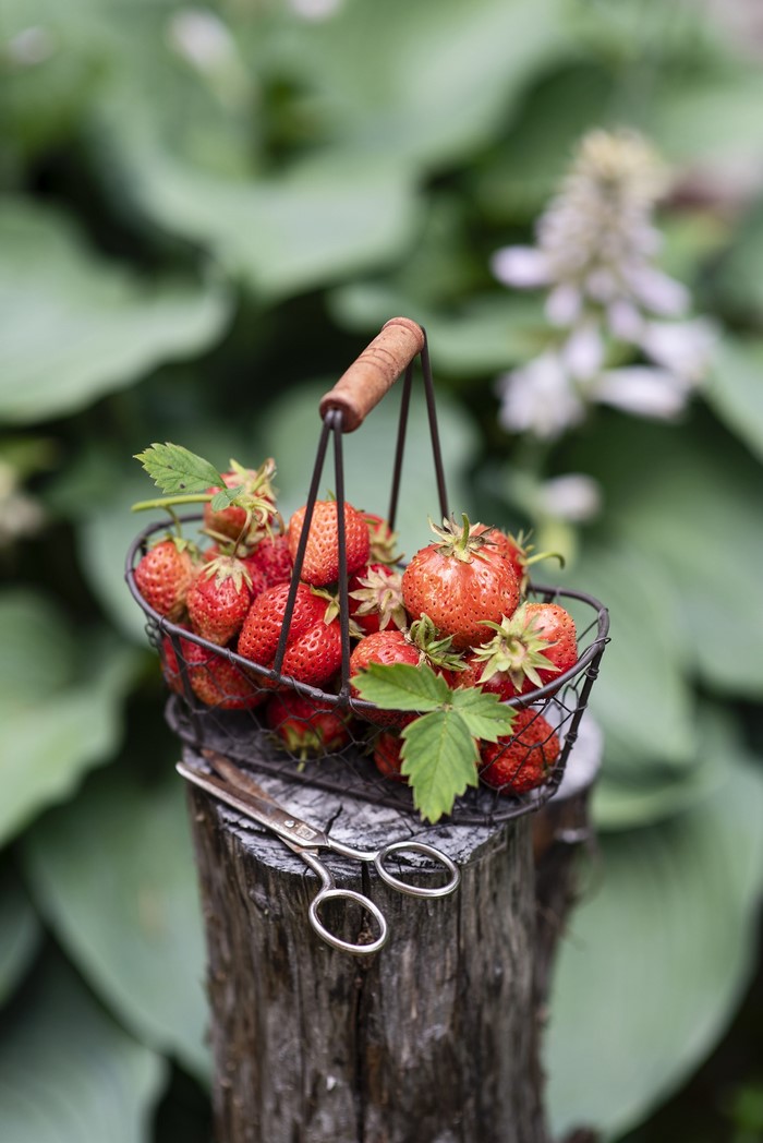 Basket of strawberries on a tree stump with scissors