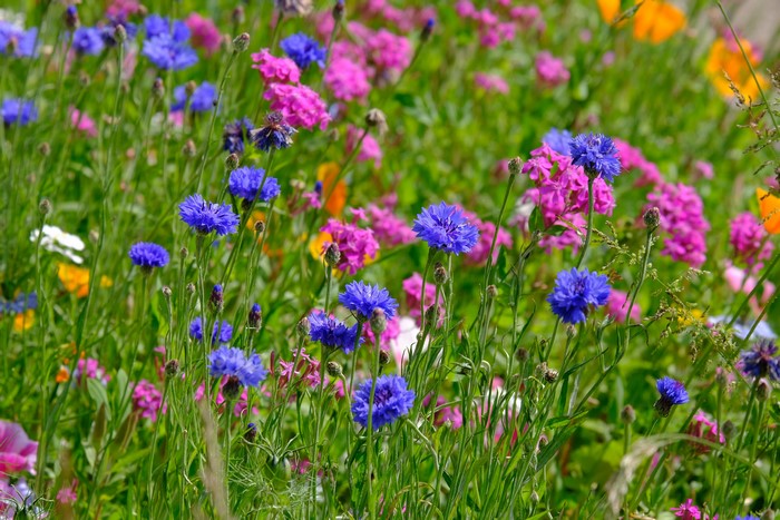 Field of Blue Cornflowers and Pink Flowers in Summer