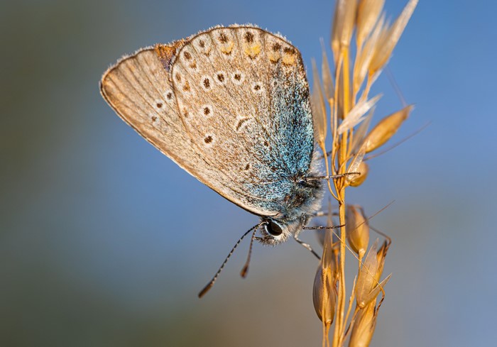 Common blue butterfly on a plant stem