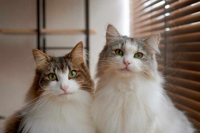 Two fluffy cats with green eyes