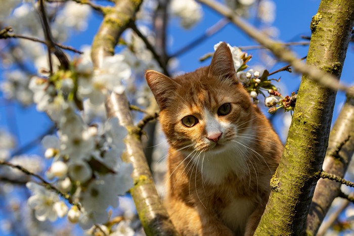 Ginger cat sitting on a tree branch with white flowers