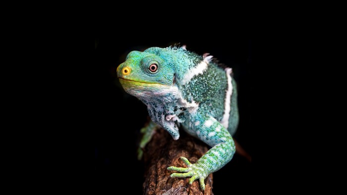 Blue and green chameleon on a branch