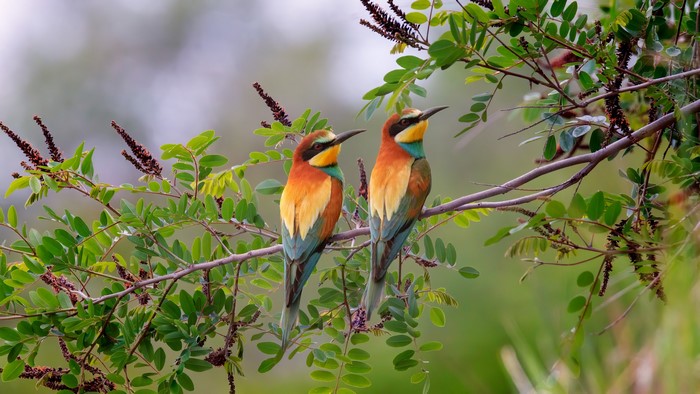 Two European bee-eaters perched on a branch