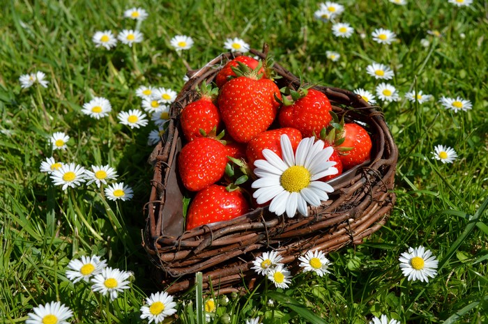 Strawberries in a heart-shaped wicker basket with daisies