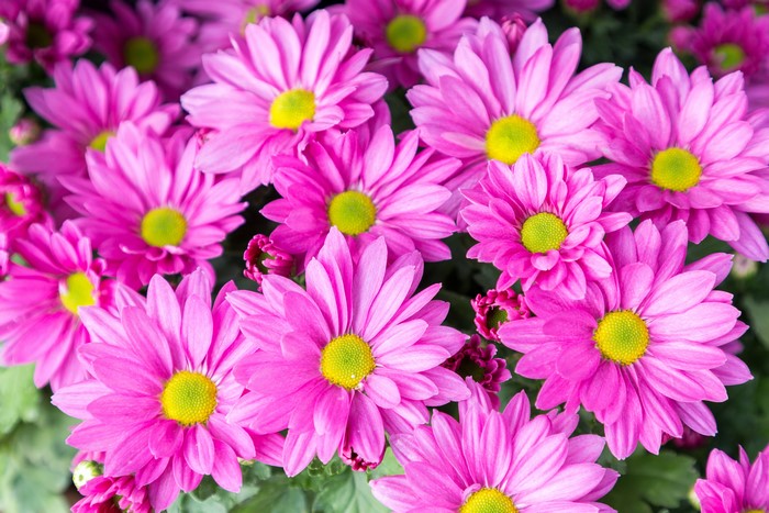 Many pink chrysanthemums with yellow centers