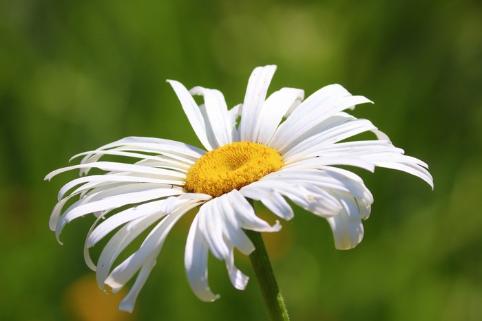 Close-up of a white daisy with a yellow center