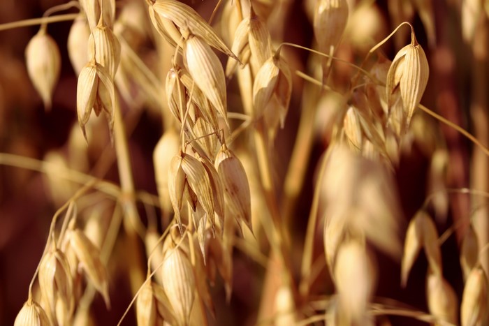 Oat closeup