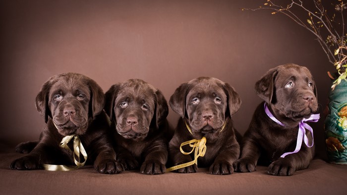 Four Chocolate Labrador Retriever Puppies with Ribbons