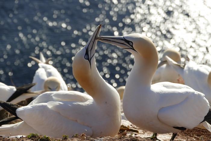 Northern Gannets interacting on a cliff