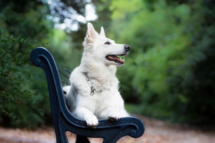 White Swiss Shepherd Dog on a Park Bench