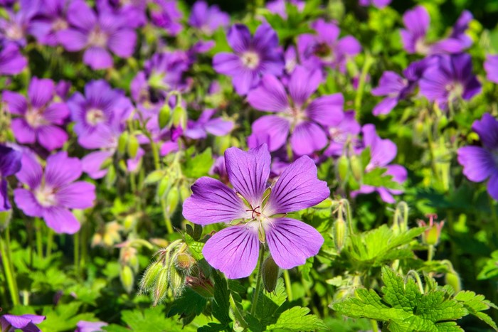 Many purple Geranium flowers in bloom