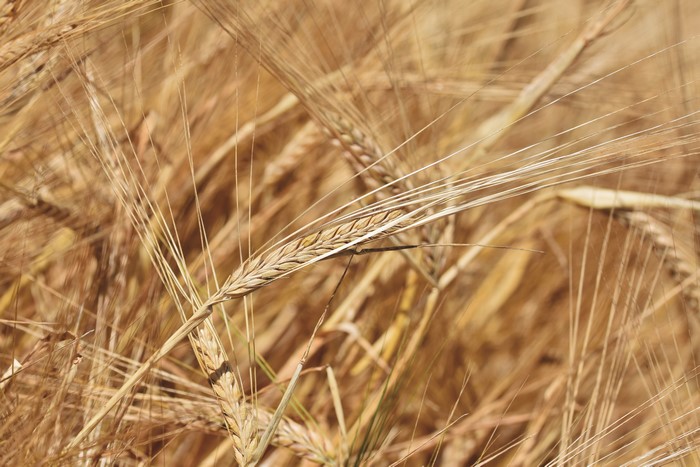 Barley field closeup