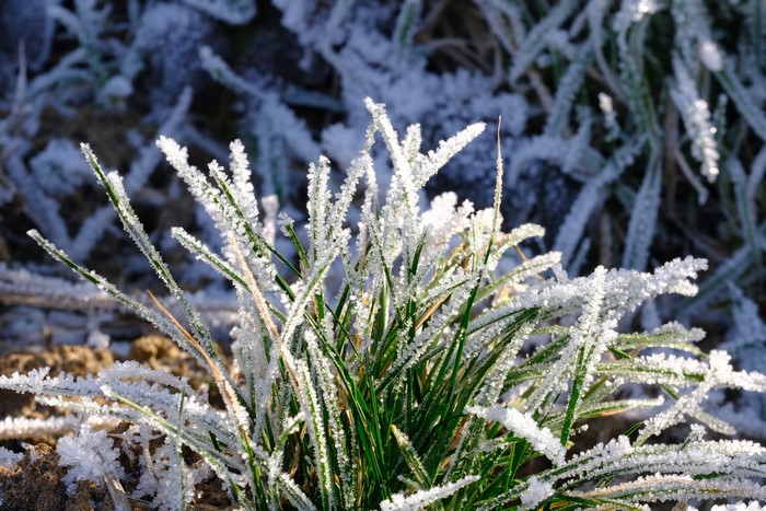 Grass covered in frost