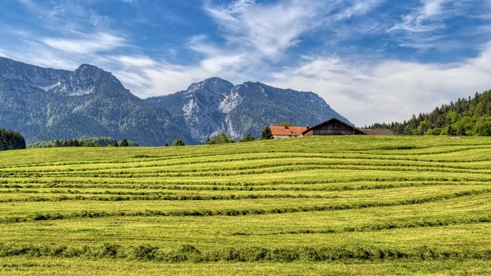 Hay Field and Mountains in Bavaria, Germany