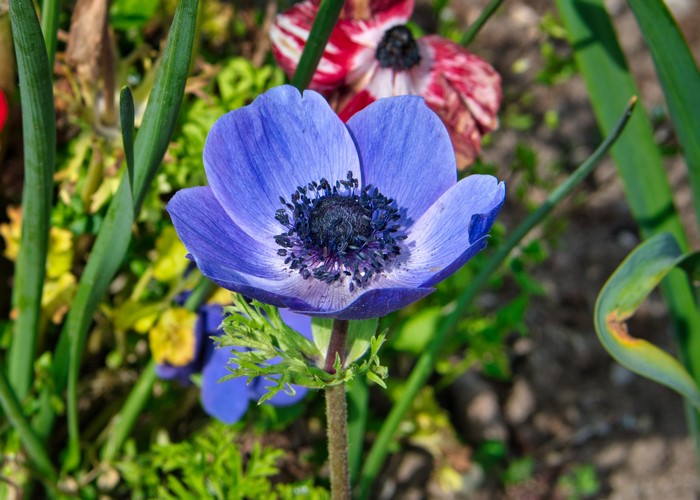 Blue Anemone flower with red and white anemones in background
