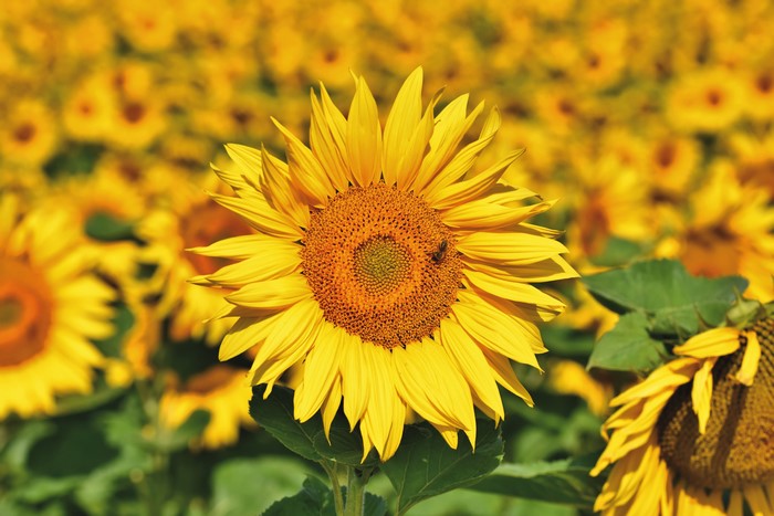 Sunflowers field with a bee