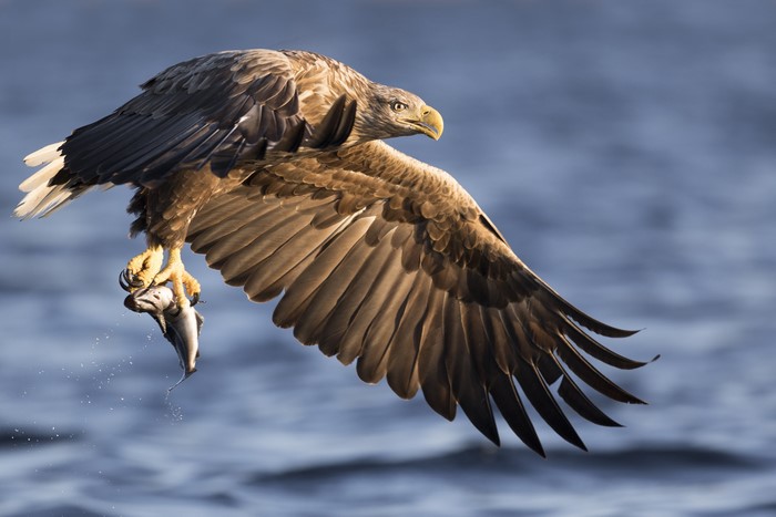 White-tailed eagle with fish in flight
