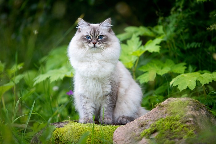 Neva Masquerade Cat sitting on mossy rocks
