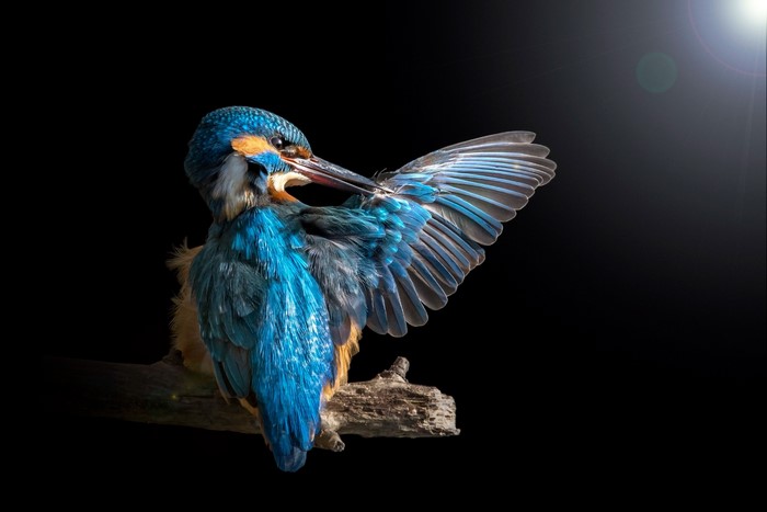 Common Kingfisher Preening on a Branch