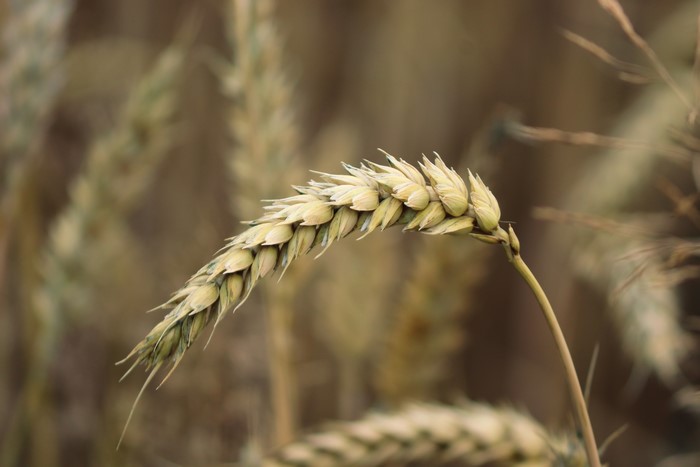 Wheat Ear Closeup Bokeh