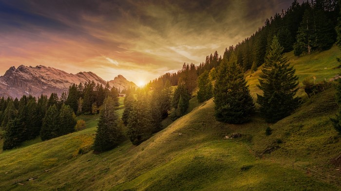 Mountain landscape with spruce trees at sunset
