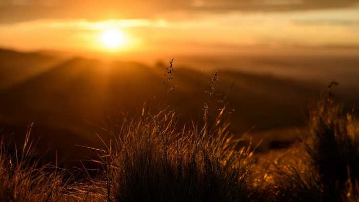 4K Sunset with Grass and Light Rays