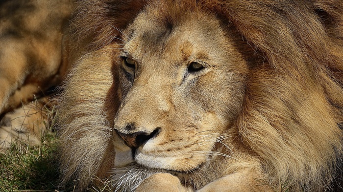 Close-up of a male lion's face