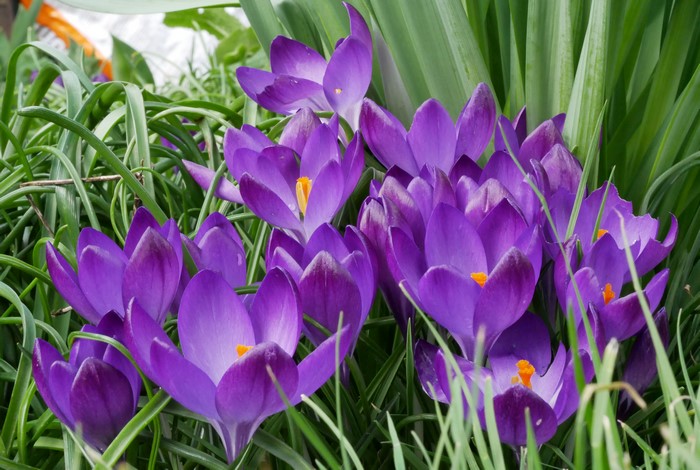 Purple Crocuses Blooming Among Green Grass