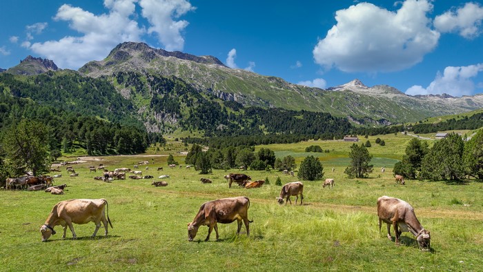 Cows grazing in a mountain meadow