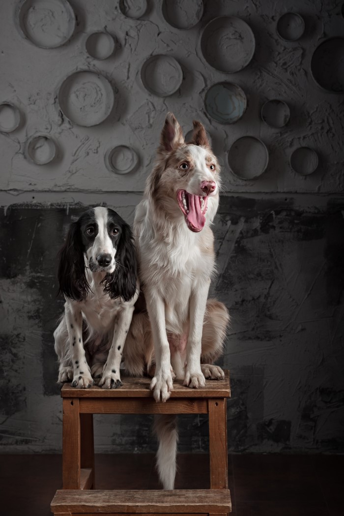 Two dogs, a Border Collie and a Spaniel, sitting on a stool