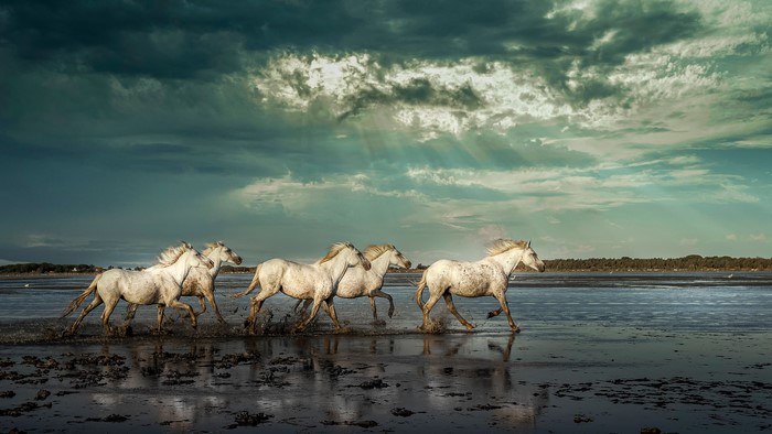 Four white horses running through shallow water