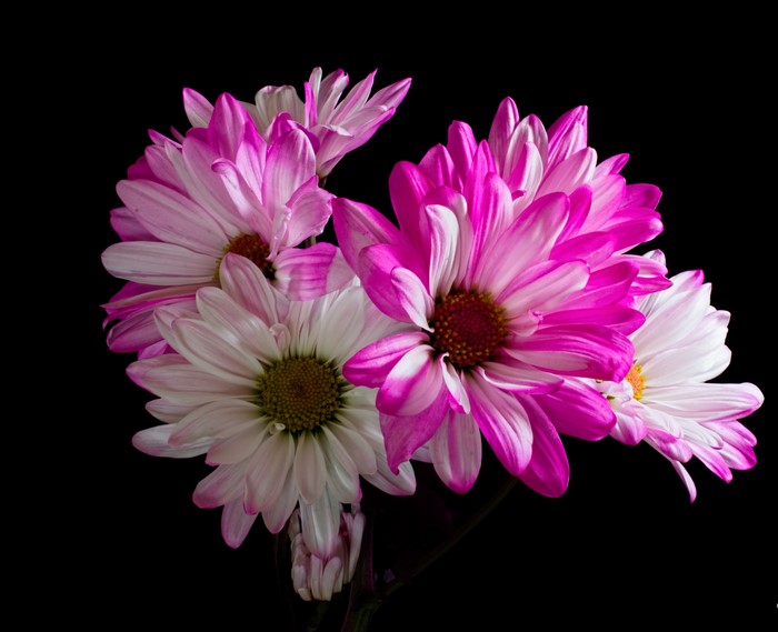Pink and white chrysanthemums on black background