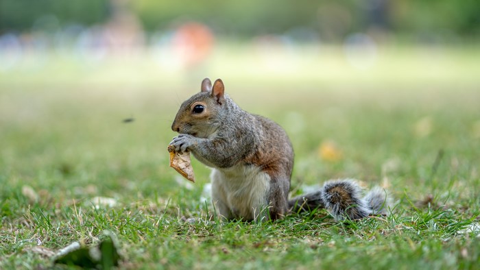 Squirrel Eating a Leaf in a Park