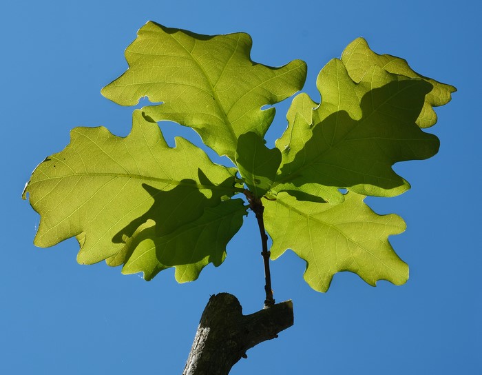 Oak sapling leaves against blue sky