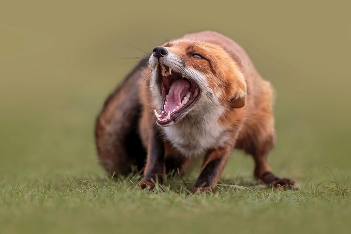 Red Fox Yawning with Mouth Wide Open