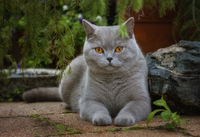 Grey British Shorthair cat with orange eyes