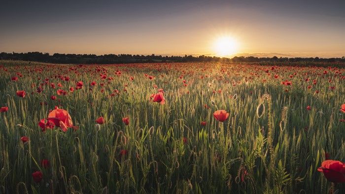 Field of Poppies at Sunset