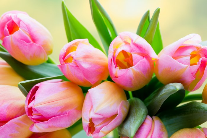 4K Pink Tulips Closeup