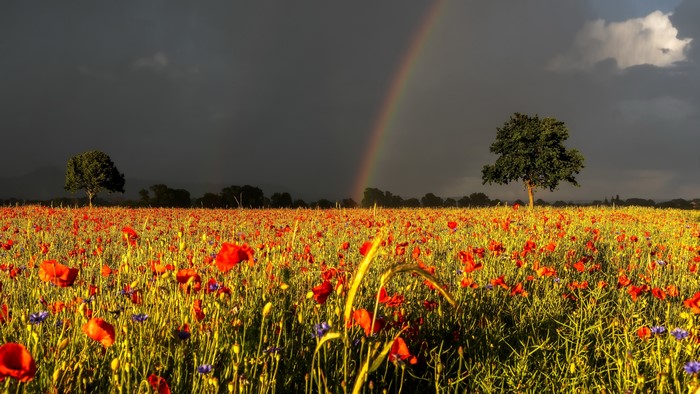 Field of Poppies with Rainbow and Thundercloud