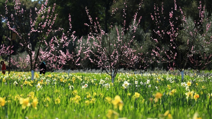 Field of Daffodils and Blooming Trees