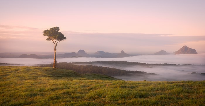 Lone tree on a hill overlooking foggy mountains in Maleny, Australia