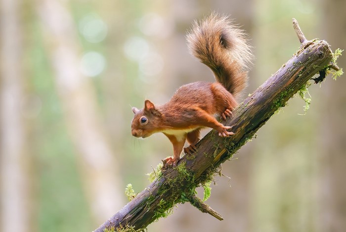 Red squirrel on a mossy branch