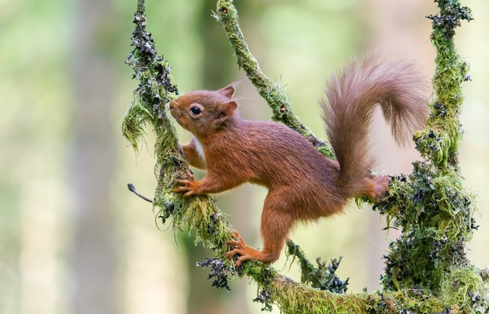 Red Squirrel on Mossy Branches