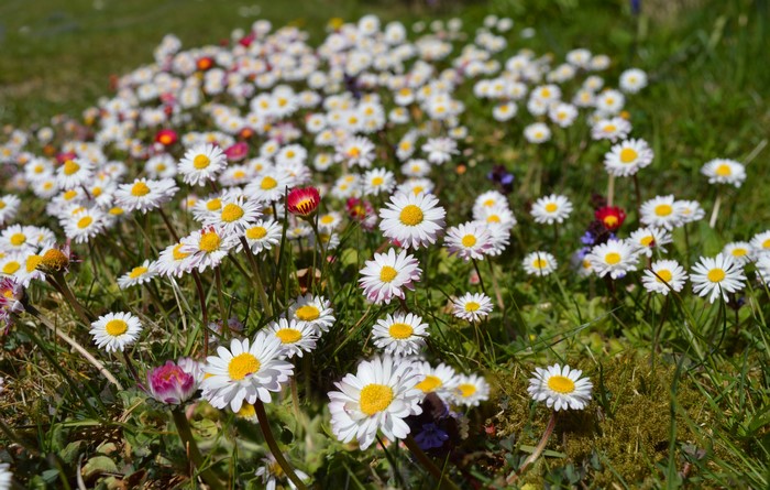 4K Close-Up of Camomiles in Grasslands