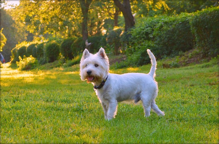West Highland White Terrier dog in a park