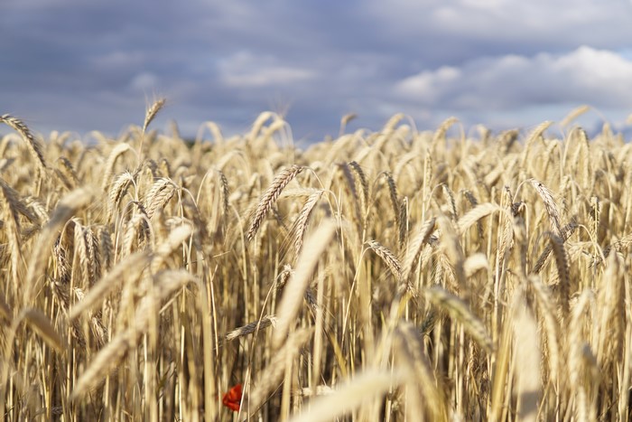 Wheat Field with Poppy