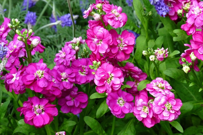 Pink Matthiola flowers in a garden