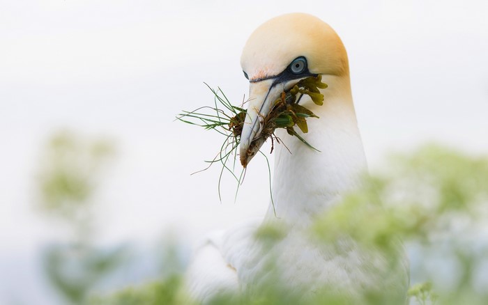 Northern Gannet with Nesting Material in Beak