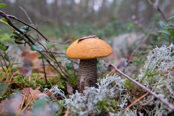 4K Orange-cap boletus mushroom in forest