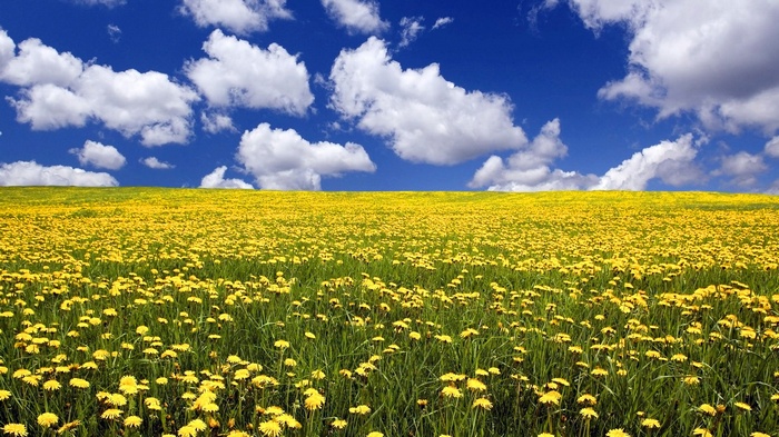 A field of yellow flowers under a blue sky